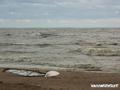 foto de kite