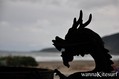 foto de kite