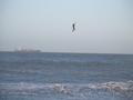 foto de kite