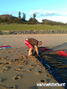 foto de kite