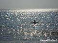 foto de kite
