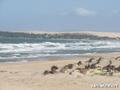 foto de kite